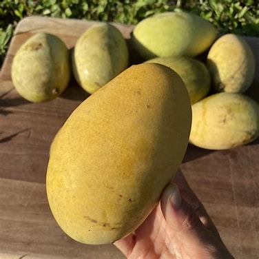 Mallika mango