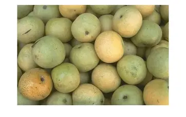 Sakkaregutta mango